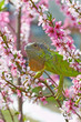 Iguana at walk on the flowering peach tree