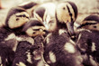 Photo: Duclkings sitting by the river bank Duclkings sitting by the river bank