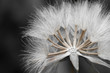 Foto: Close-up of dandelion seed Close-up of dandelion seed