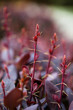 Photo: Red plant in summer garden Red plant in summer garden