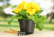 Beautiful yellow primula in flowerpot