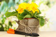 Beautiful yellow primula in flowerpot