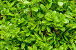 wet privet hedge