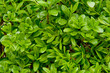privet hedge