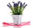 Beautiful lavender in wooden pot isolated on white