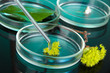 Chemical research in Petri dishes on dark blue background