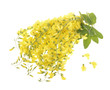 beautiful bouquet yellow acacia,  on white background..