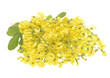 beautiful bouquet yellow acacia, on white background..