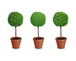 Vector Illustration of Pot Plants