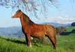 Welsh pony