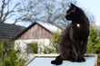 Photo: Black cat Black cat