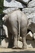 Indian Elephant - Side B