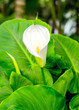 Arum