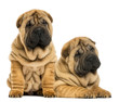 Two Shar pei puppies sitting and lying next to each other
