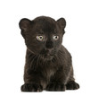 Black Leopard cub kneeling, 3 weeks old, isolated on white