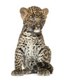 Foto: Spotted Leopard cub sitting - Panthera pardus, 7 weeks old Spotted Leopard cub sitting - Panthera pardus, 7 weeks old