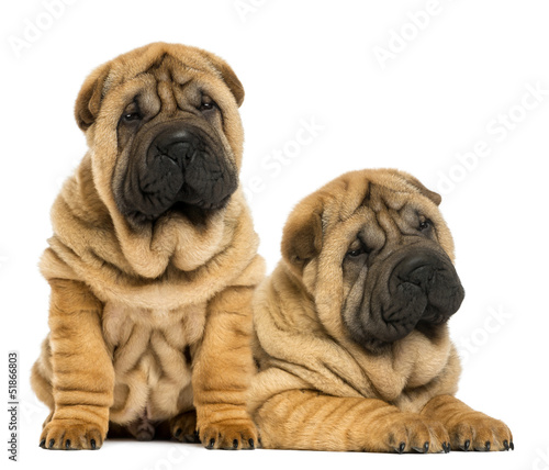 Photo: Two Shar pei puppies sitting and lying next to each other Two Shar pei puppies sitting and lying next to each other