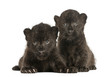 canvas print picture Two Black Leopard cubs lying down, 3 weeks old, isolated