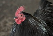 Home (domestic) cock