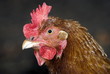 hen