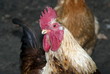 Home (domestic) cock