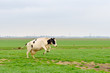 jumping cow