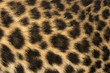 canvas print picture Macro of a Spotted Leopard cub's fur - Panthera pardus