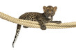 canvas print picture Spotted Leopard cub holding on a rope, 7 weeks old