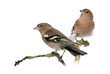 Foto: Two Male Common Chaffinchs - Fringilla coelebs on branch Two Male Common Chaffinchs - Fringilla coelebs on branch
