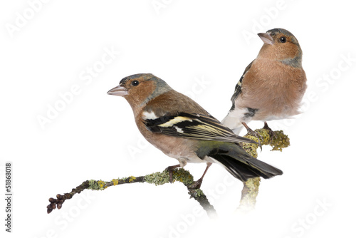 Photo: Two Male Common Chaffinchs - Fringilla coelebs on branch Two Male Common Chaffinchs - Fringilla coelebs on branch