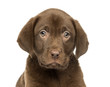 Close-up of a Labrador Retriever Puppy, 2 months old