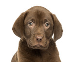Close-up of a Labrador Retriever Puppy, 2 months old
