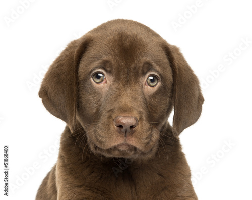 Photo: Close-up of a Labrador Retriever Puppy, 2 months old Close-up of a Labrador Retriever Puppy, 2 months old