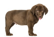 Photo: Labrador Retriever Puppy standing and Panting , 2 months old Labrador Retriever Puppy standing and Panting , 2 months old