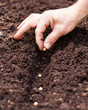 Hand sowing soy in the ground
