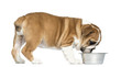 Photo: English Bulldog Puppy eating from a metallic dog bowl English Bulldog Puppy eating from a metallic dog bowl