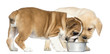 English Bulldog Puppy and Labrador Retriever puppies looking dow