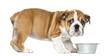 Foto: Standing English Bulldog Puppy with metallic dog bowl, 2 months Standing English Bulldog Puppy with metallic dog bowl, 2 months