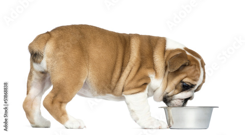 Photo: English Bulldog Puppy eating from a metallic dog bowl English Bulldog Puppy eating from a metallic dog bowl