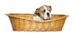 English Bulldog Puppy in a wicker basket