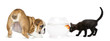 English Bulldog Puppy and black kitten looking at a goldfish