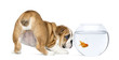 Rear view of an English Bulldog Puppy staring at a goldfish