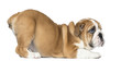 English Bulldog Puppy bottom up, looking up