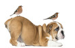 Foto: English Bulldog Puppy bottom up with two common chaffinchs English Bulldog Puppy bottom up with two common chaffinchs