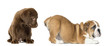 Labrador retriever looking at the butt of an English Bulldog