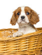 Close-up of a Cavalier King Charles Puppy, in wicker basket