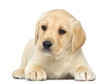 Labrador Retriever Puppy lying down, 2 months old, isolated