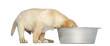 Labrador Retriever Puppy with head in a big dog bowl