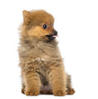 Pomeranian Puppy, 2 months old, sitting, isolated on white