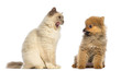 cat and dog sitting and looking each other